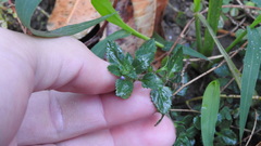 Stemodia verticillata