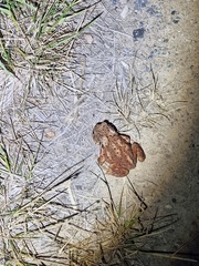 Bufo sachalinensis