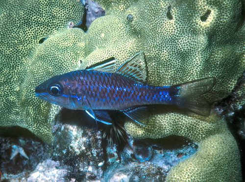 Bandfin cardinalfish (Pristiapogon taeniopterus) — Apogonidae — 5