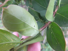 Sarucallis kahawaluokalani