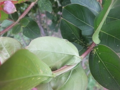 Sarucallis kahawaluokalani