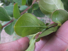 Sarucallis kahawaluokalani