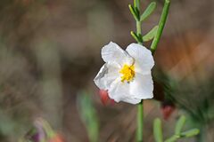 Helianthemum apenninum