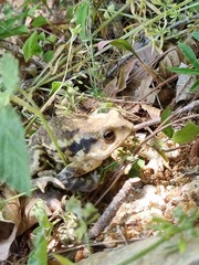 Bufo sachalinensis