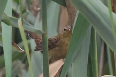 Helopsaltes certhiola