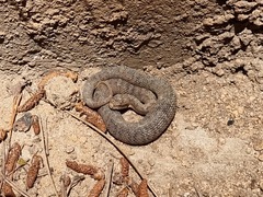 Gloydius ussuriensis