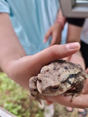 Bufo sachalinensis
