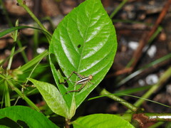 Eneoptera
