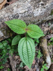 Miconia crenata