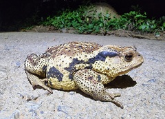 Bufo sachalinensis