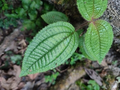 Miconia crenata