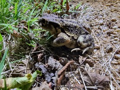 Bufo sachalinensis