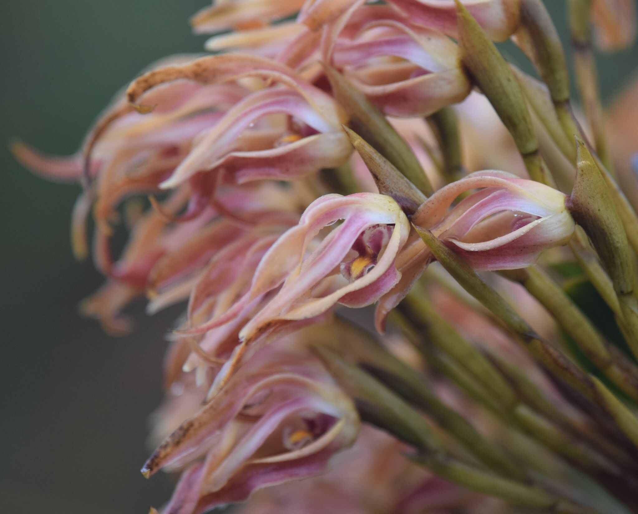 Maxillaria floribunda image