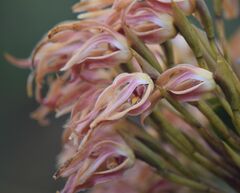 Maxillaria floribunda