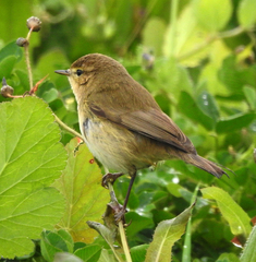 Phylloscopus collybita