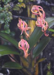 Maxillaria floribunda