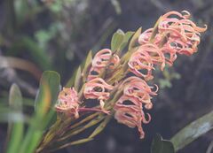 Maxillaria floribunda