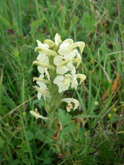 Pedicularis dolichorrhiza