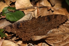 Erebus walkeri