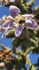 Apoidea