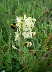 Bombus lucorum