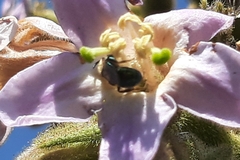 Apoidea