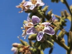 Apoidea