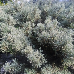 Santolina chamaecyparissus