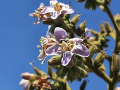 Apoidea