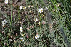 Helianthemum apenninum