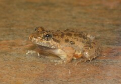 Fejervarya limnocharis