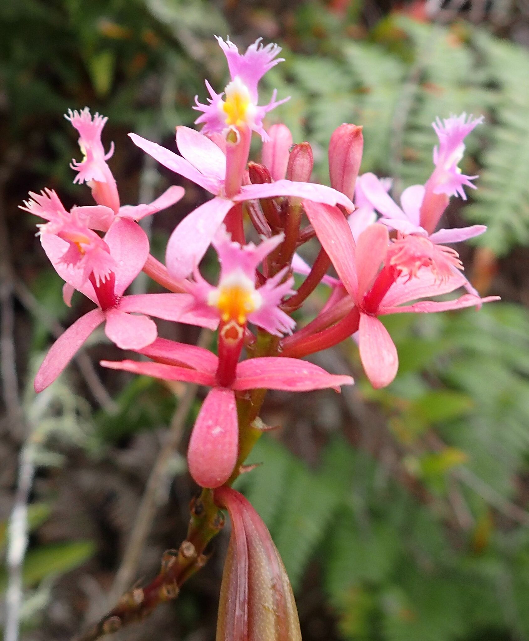 Epidendrum secundum image