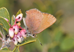 Callophrys augustinus annetteae