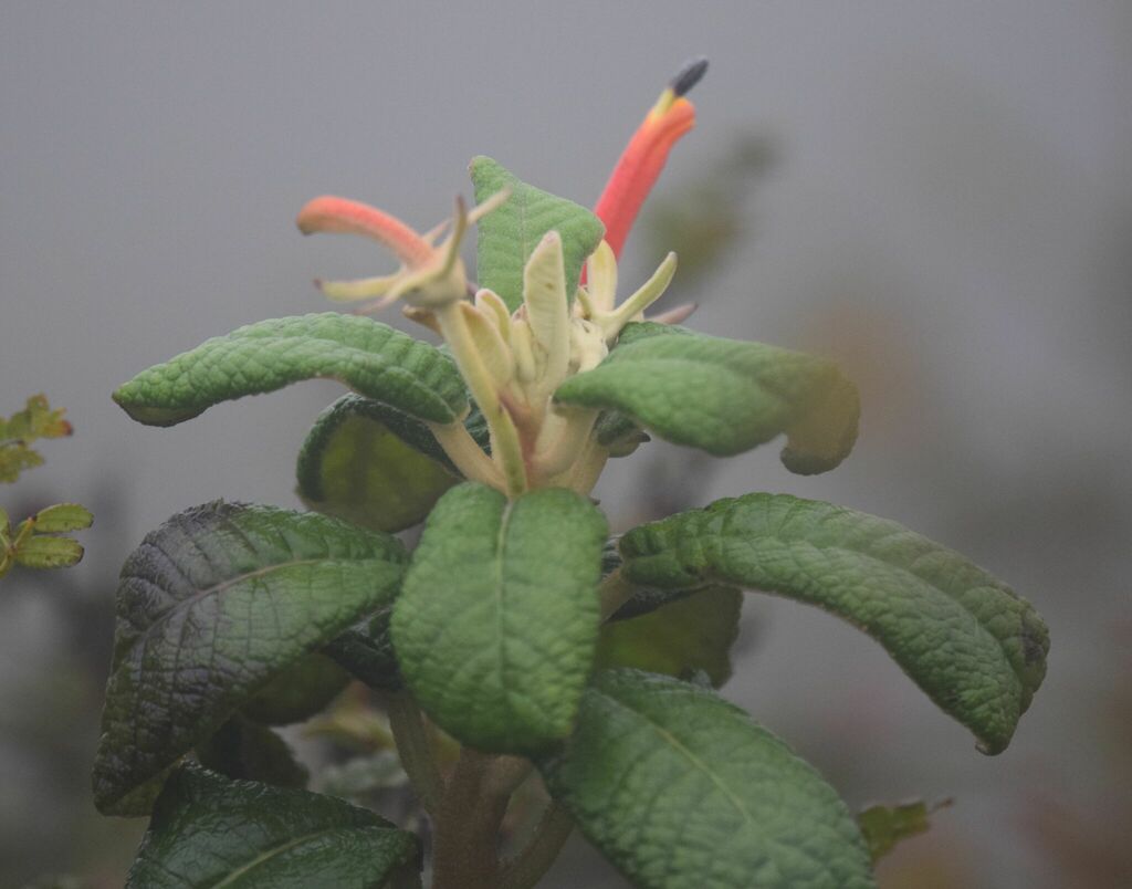 Centropogon hartwegii