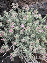 Frankenia pulverulenta