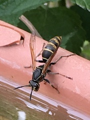 Polistes cinerascens