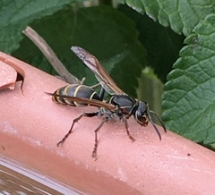 Polistes cinerascens