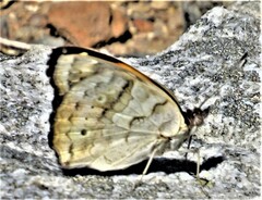 Junonia hierta cebrene