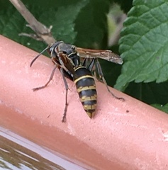 Polistes cinerascens