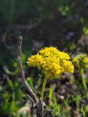 Lomatium caruifolium