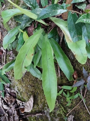 Asplenium nidus
