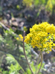 Lomatium caruifolium