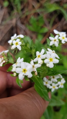 Lithospermum distichum