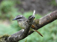 Myiodynastes hemichrysus