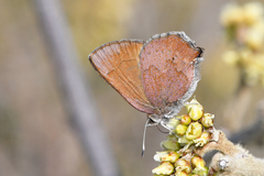 Callophrys augustinus annetteae