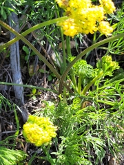 Lomatium caruifolium