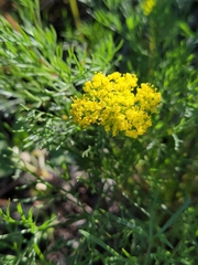Lomatium caruifolium