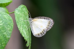 Physcaeneura jacksoni