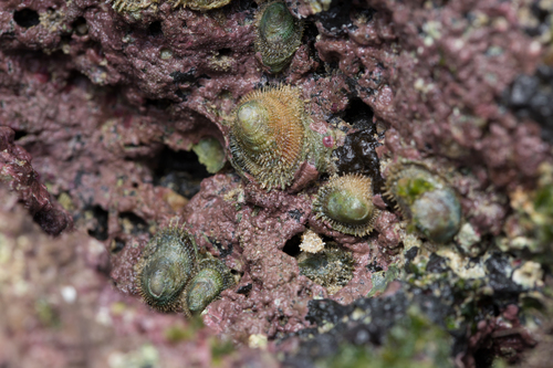 Pilosabia trigona