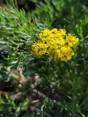 Lomatium caruifolium